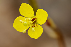 Taraxia subacaulis