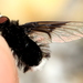 White-faced Bee Fly - Photo (c) Stephen Luk, some rights reserved (CC BY-NC), uploaded by Stephen Luk