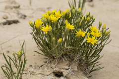 Oonopsis multicaulis