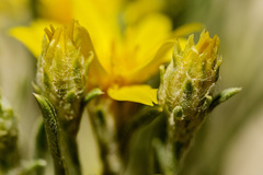 Oonopsis multicaulis