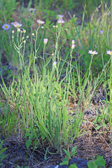 Erigeron corymbosus