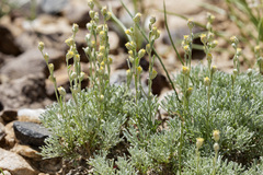 Artemisia pedatifida