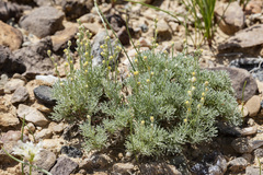 Artemisia pedatifida
