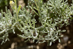 Artemisia pedatifida