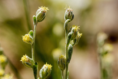 Artemisia pedatifida