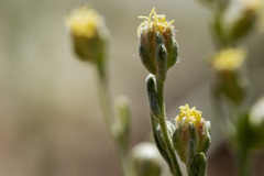 Artemisia pedatifida