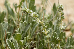 Atriplex gardneri