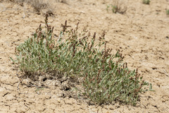 Atriplex gardneri