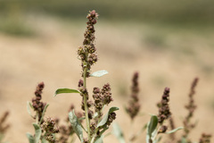 Atriplex gardneri