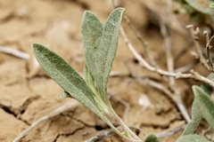 Atriplex gardneri