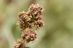 Atriplex gardneri