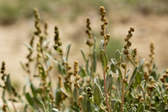 Atriplex gardneri