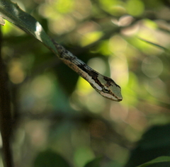 Thelotornis capensis