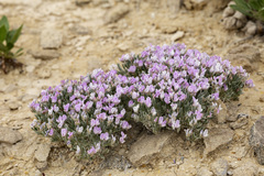 Astragalus sericoleucus