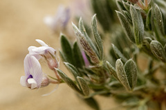 Astragalus sericoleucus