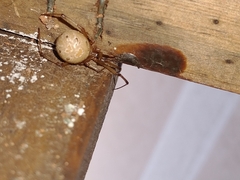 Latrodectus geometricus