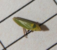 Draeculacephala minerva