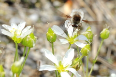 Bombylius incanus