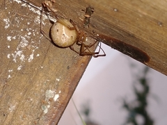 Latrodectus geometricus