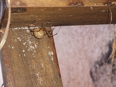 Latrodectus geometricus