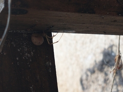 Latrodectus geometricus