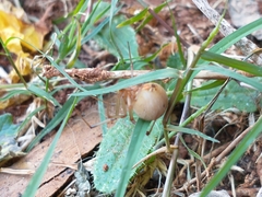 Latrodectus geometricus