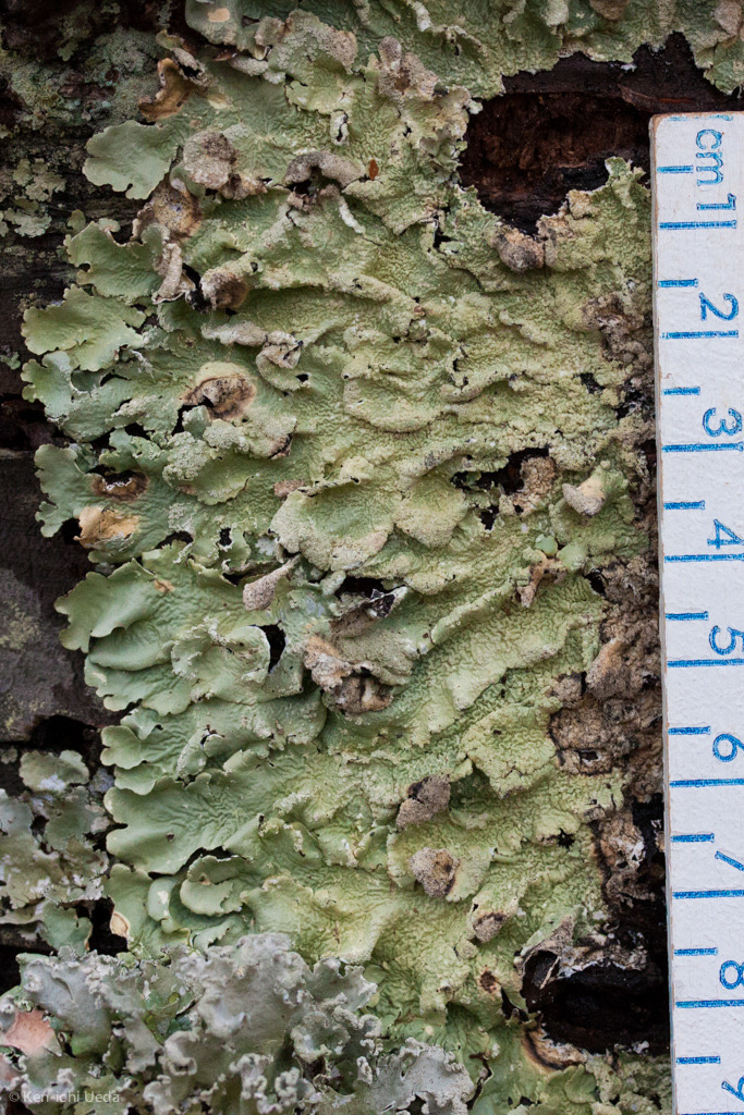 Flavoparmelia caperata image