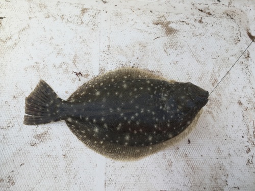 Paralichthys lethostigma