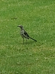 Mimus polyglottos