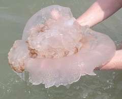 Rhopilema verrilli