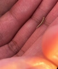 Litaneutria ocularis