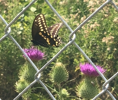 Papilio polyxenes