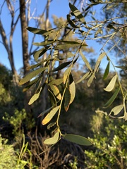Acacia melvillei
