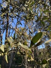 Acacia melvillei