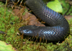 Amblyodipsas polylepis