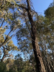 Acacia melvillei
