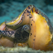 Queen Conch - Photo (c) Julian Jimenez, some rights reserved (CC BY-NC-ND), uploaded by Julian Jimenez