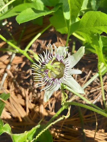 Image of Passiflora bryonioides by no rights reserved