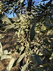 Acacia melvillei