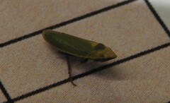 Draeculacephala minerva