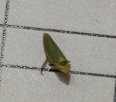 Draeculacephala minerva