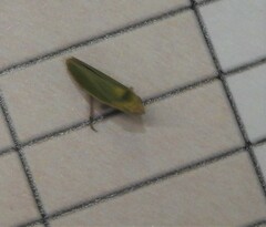 Draeculacephala minerva