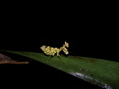 Callibia diana