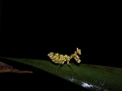 Callibia diana