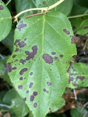 Mycosphaerella chimaphilae