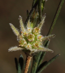 Actinotus glomeratus