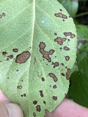 Mycosphaerella chimaphilae