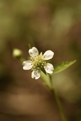 Geum canadense texanum