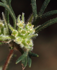 Actinotus glomeratus