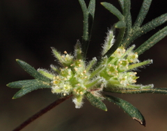 Actinotus glomeratus